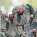 Santa Rita Purple Prickly Pear Cactus Cutting 5-6 inches Opuntia violacea Arizona succulent plant live starter plant