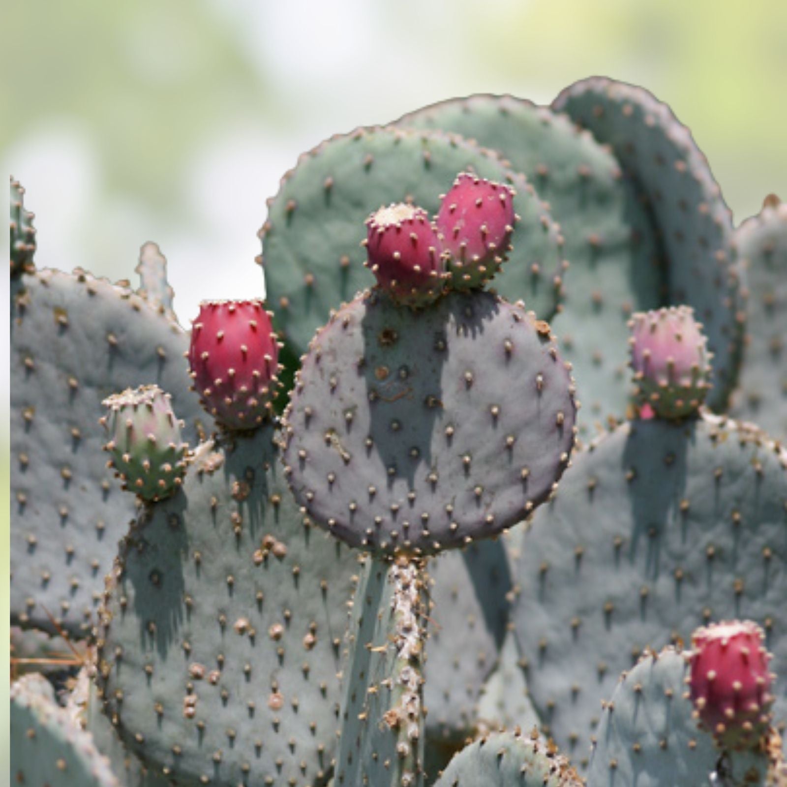 Santa Rita Purple Prickly Pear Cactus Cutting 5-6 inches Opuntia violacea Arizona succulent plant live starter plant