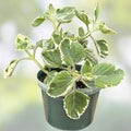 Variegated Cuban Oregano Cutting Plectranthus amboinicus Live Herb Indoor Plant Culinary Fragrant Starter