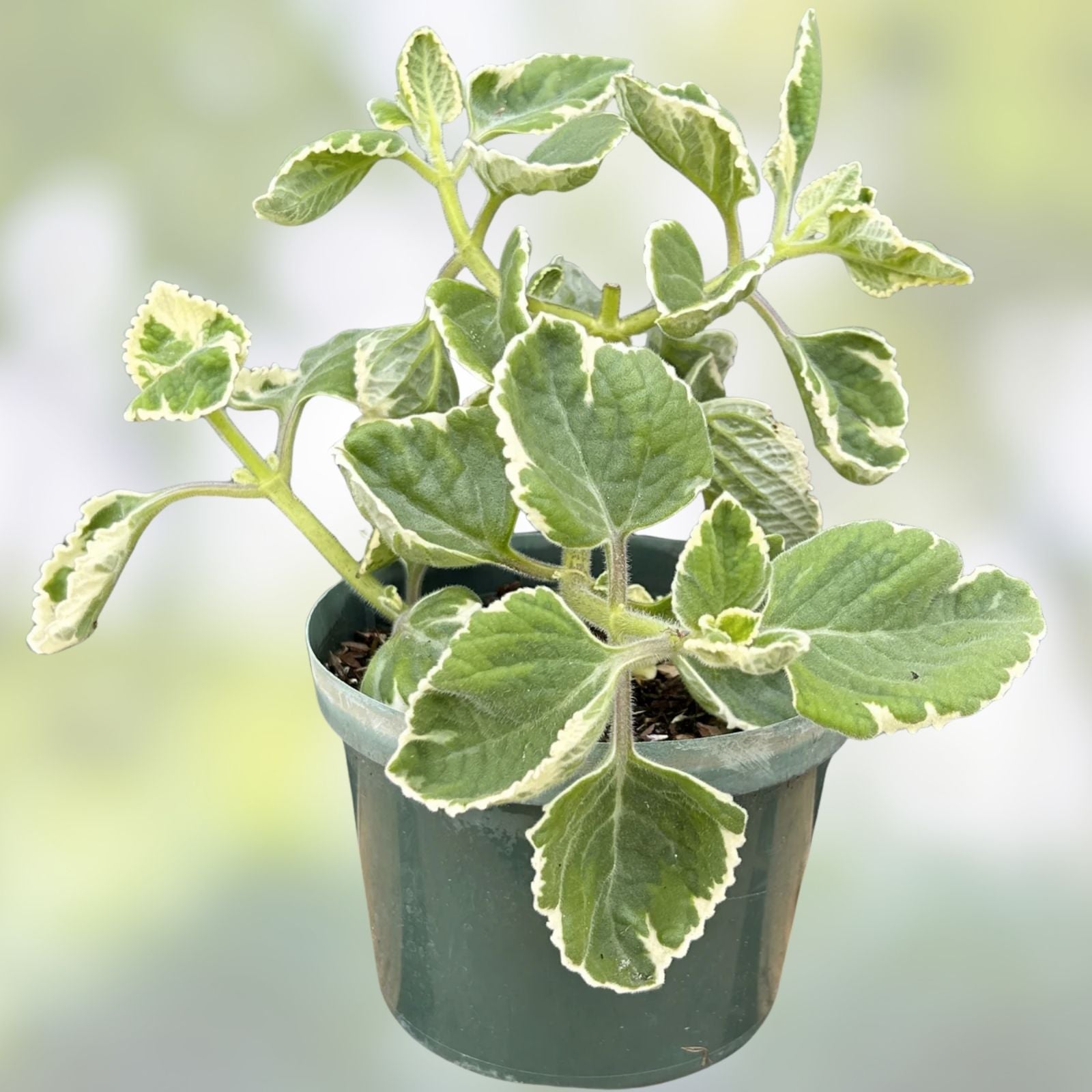 Variegated Cuban Oregano Cutting Plectranthus amboinicus Live Herb Indoor Plant Culinary Fragrant Starter