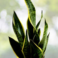 Rare Wandering Dude Cuttings Tradescantia Jose Puig Live Houseplant Starter Plant Unique Collector Plant