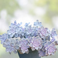 Graptopetalum Purple Delight Succulent Cuttings - 2 Live Indoor Plants - Drought Tolerant, Pink Purple Foliage, Easy Care, Starter Plants