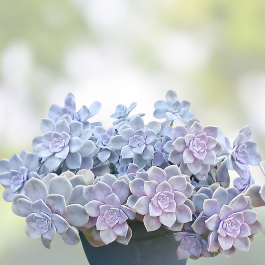 Graptopetalum Purple Delight Succulent Cuttings - 2 Live Indoor Plants - Drought Tolerant, Pink Purple Foliage, Easy Care, Starter Plants