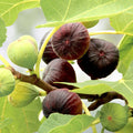 Rare Fig Cuttings Smith Variety Ficus carica Live Plant Propagation Starter Bare Root