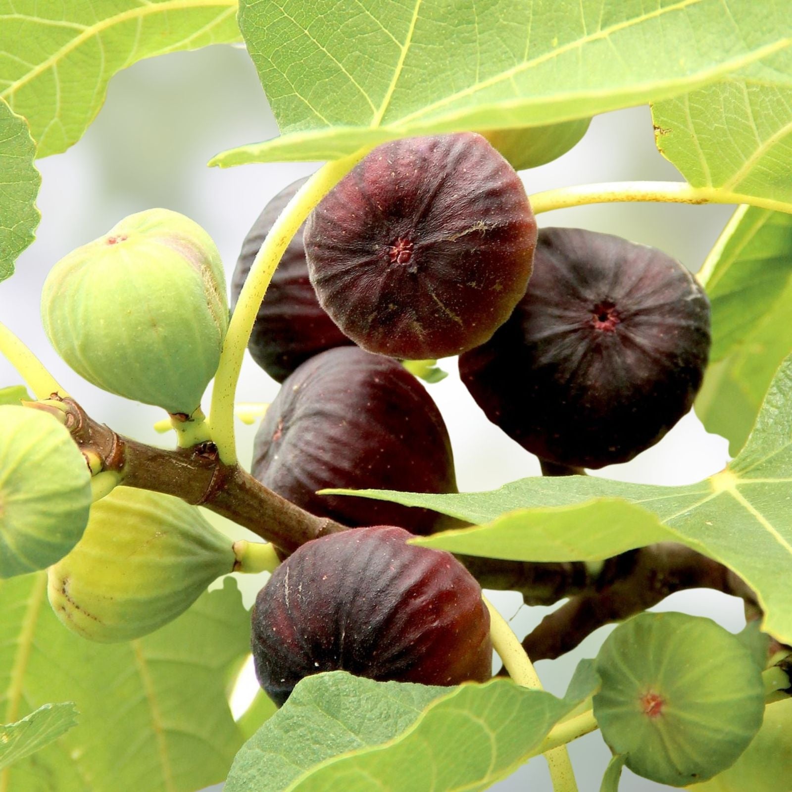 Rare Fig Cuttings Smith Variety Ficus carica Live Plant Propagation Starter Bare Root