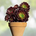 Aeonium Kokino Hybrid Succulent Cuttings - Rare Live Plant Starter, Houseplant, Succulent, Garden, Indoor Plant, Bare Root