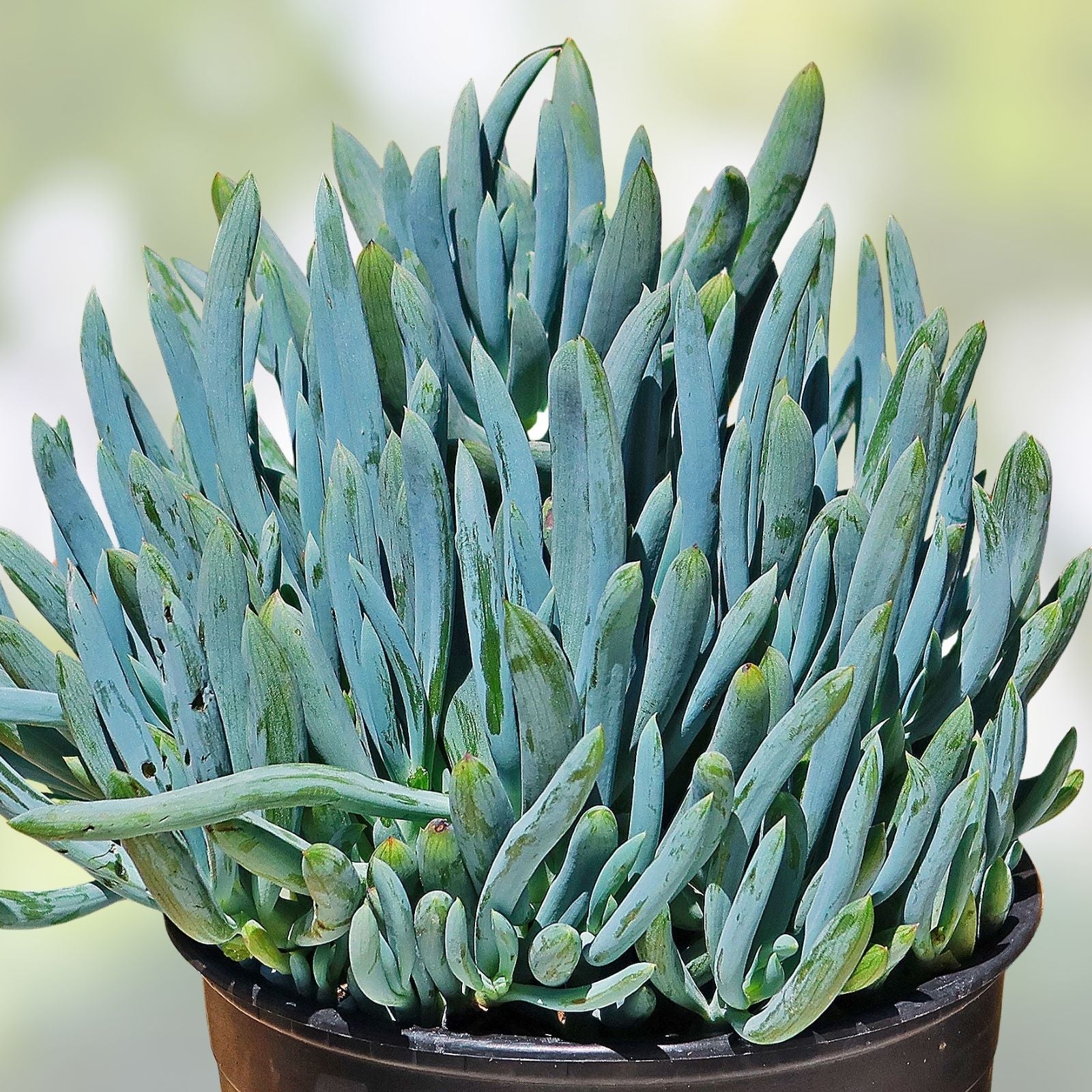 Blue Chalk Sticks Succulent Cutting, Live Plant, Easy Care, Senecio serpens, Houseplant, Starter Plant, Bare Root