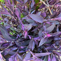 Purple Heart Wandering Tradescantia Pallida Cuttings - Live Plant Starter for Succulent Gardens