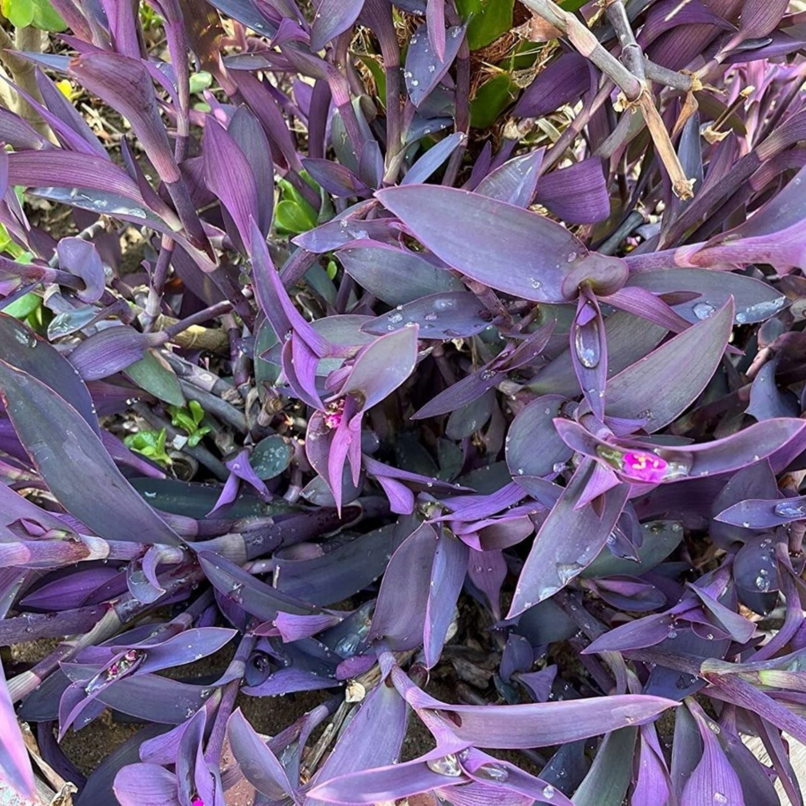 Purple Heart Wandering Tradescantia Pallida Cuttings - Live Plant Starter for Succulent Gardens