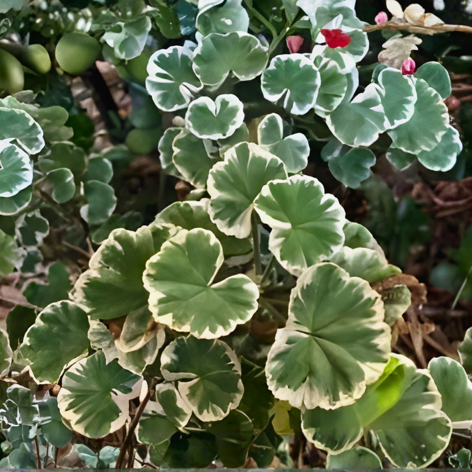 Rare Variegated Pelargonium Geranium Live Plant Cuttings - Indoor Greenery, Compact Houseplant, 3-inch Starter Plant
