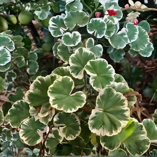 Rare Variegated Pelargonium Geranium Live Plant Cuttings - Indoor Greenery, Compact Houseplant, 3-inch Starter Plant