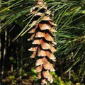 White Pine Tree 12 Inch Bare Root Evergreen Conifer Pinus strobus Live Plant for Landscaping Garden