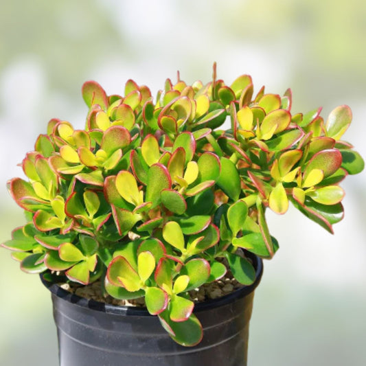 Jade Plant Cuttings 3-5in, Crassula ovata, Money Succulent, Indoor Houseplant, Easy Care, Lucky Plant, Starter Plant