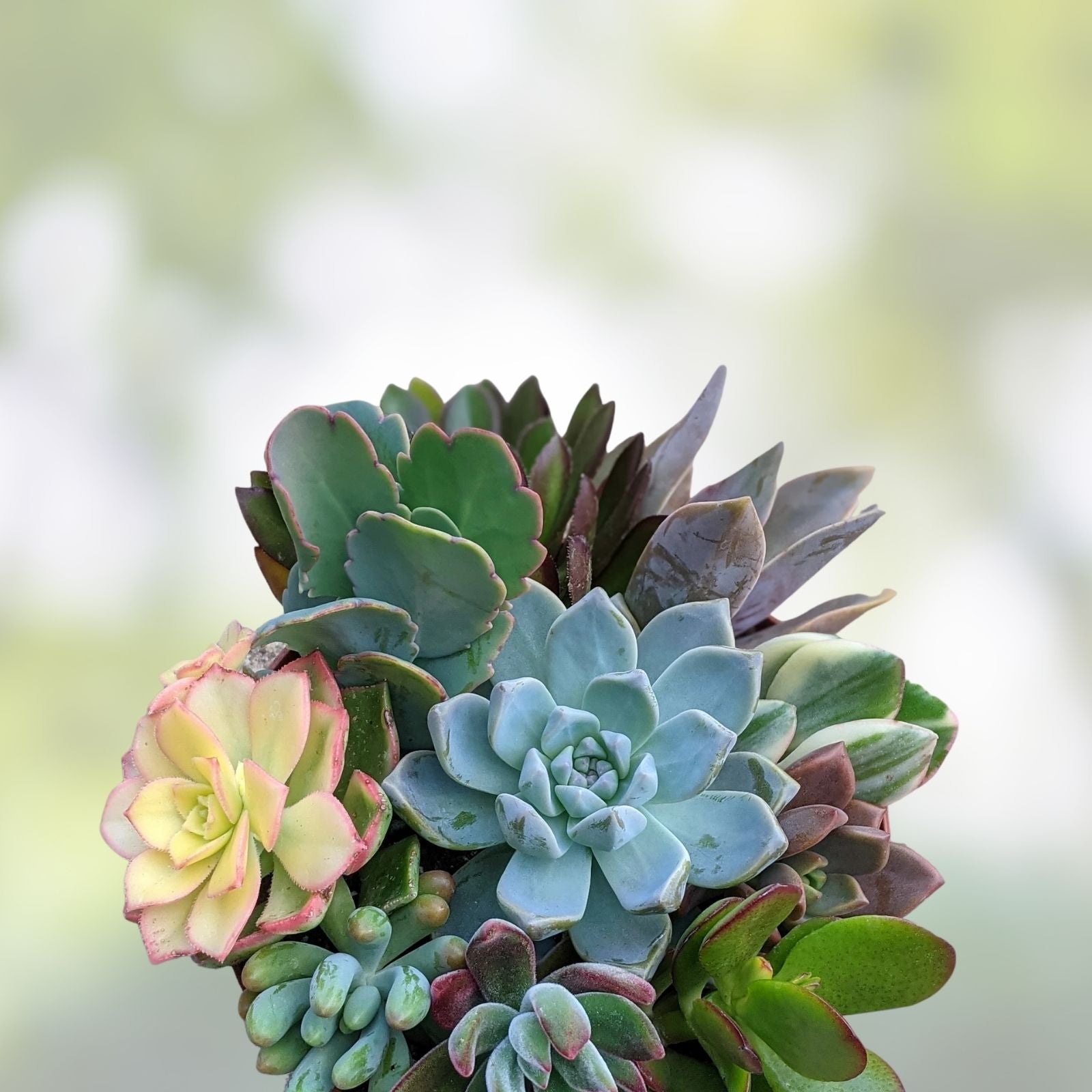 Succulent Cuttings Set 10 Varieties | Live Plants, Easy Rooting, Garden, Indoor Decor, Starter Plants