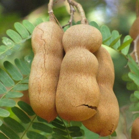 Live Tamarind Plant Tamarindus indica Tropical Fruit Tree Edible Garden Patio Starter Plant