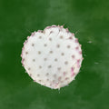Prickly Pear Cactus Cutting Opuntia Macrocentra Drought-Tolerant Succulent Plant 1 Pad Live Houseplant