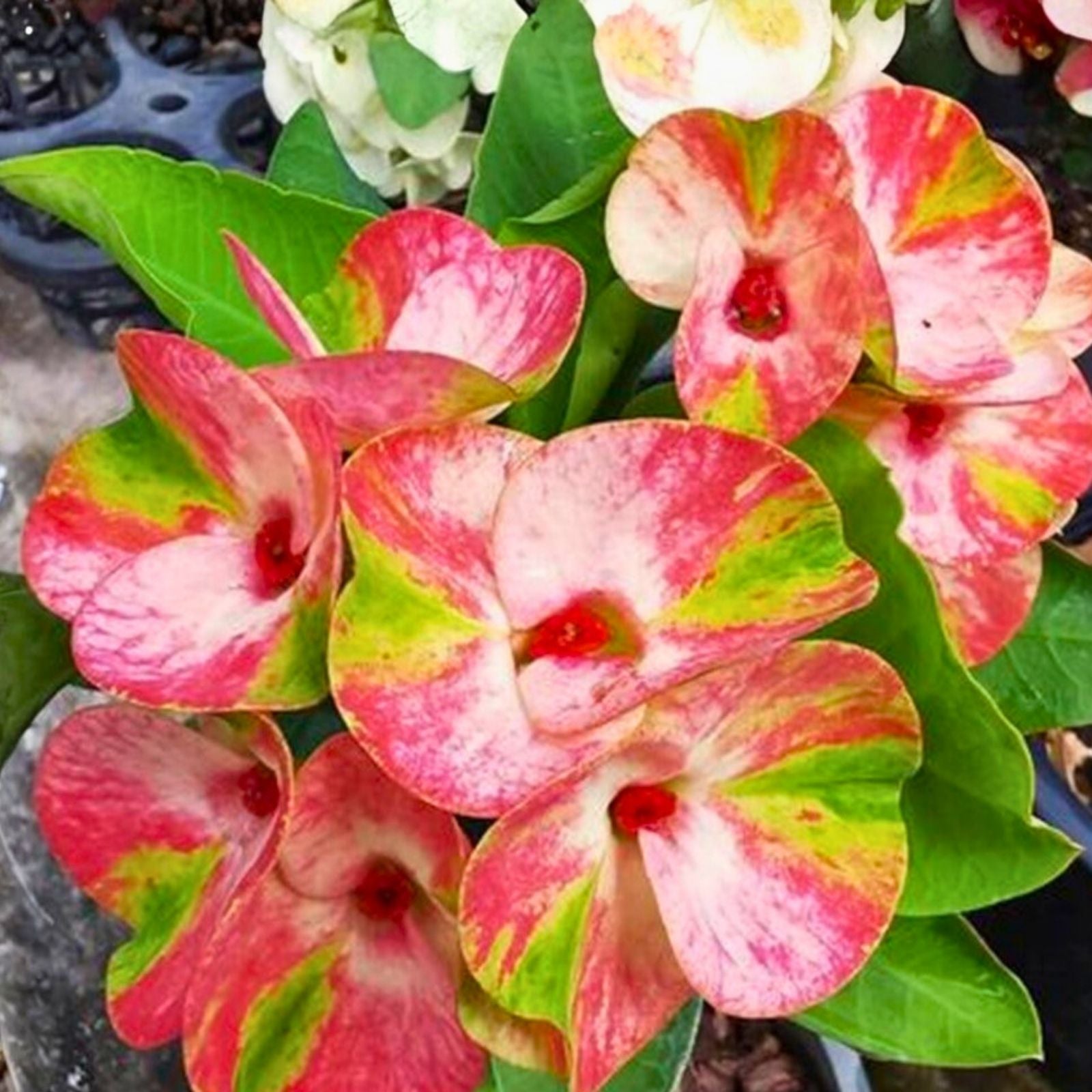 Variegated Crown of Thorns Cutting Lullabye Thai Hybrid Euphorbia milii Succulent Plant Houseplant Live Starter