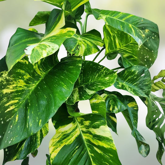 Golden Queen Pothos Vine Cuttings 5 Pack – Epipremnum aureum Trailing Houseplant, Indoor Plant Starter, Live Plant, Bare Root