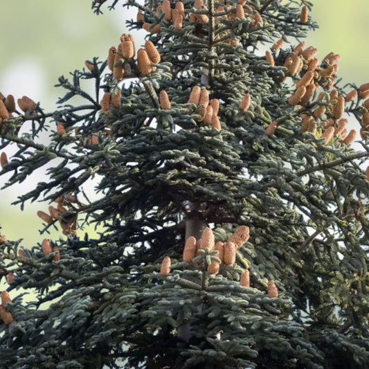 Noble Fir Seeds for Planting | 20+ Evergreen Tree Seeds | Abies procera | Conifer Seed Collection for Fast Growing Gardens