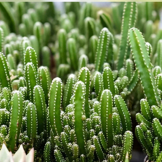 Live Rooted Triangle Cactus Succulent Plant | Acanthocereus tetragonus | Indoor Outdoor | Fresh Naples Florida Stock