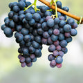 Concord Grape Live Plant Vitis labrusca 8-18" Starter Tree for Garden or Container Growing