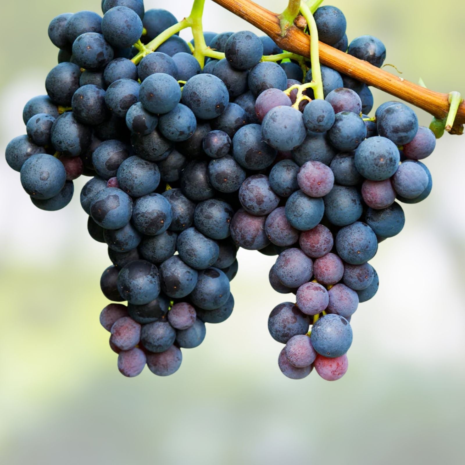 Concord Grape Live Plant Vitis labrusca 8-18" Starter Tree for Garden or Container Growing