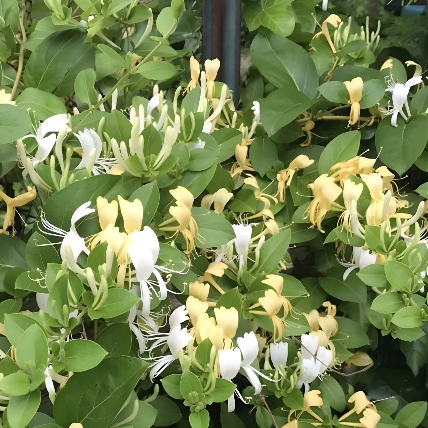 Hal's Honeysuckle Cuttings – Lonicera Vines, 4-6” Live Plant, Fragrant, Hardy Climbing Ornamental, Bare Root Starter Plant