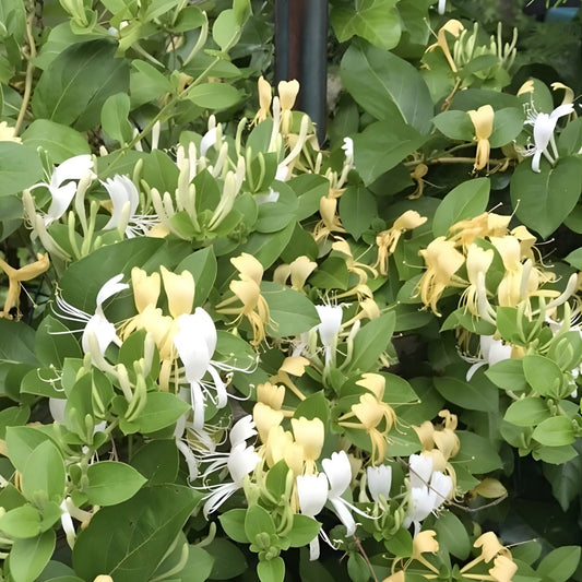 Hal's Honeysuckle Cuttings – Lonicera Vines, 4-6” Live Plant, Fragrant, Hardy Climbing Ornamental, Bare Root Starter Plant