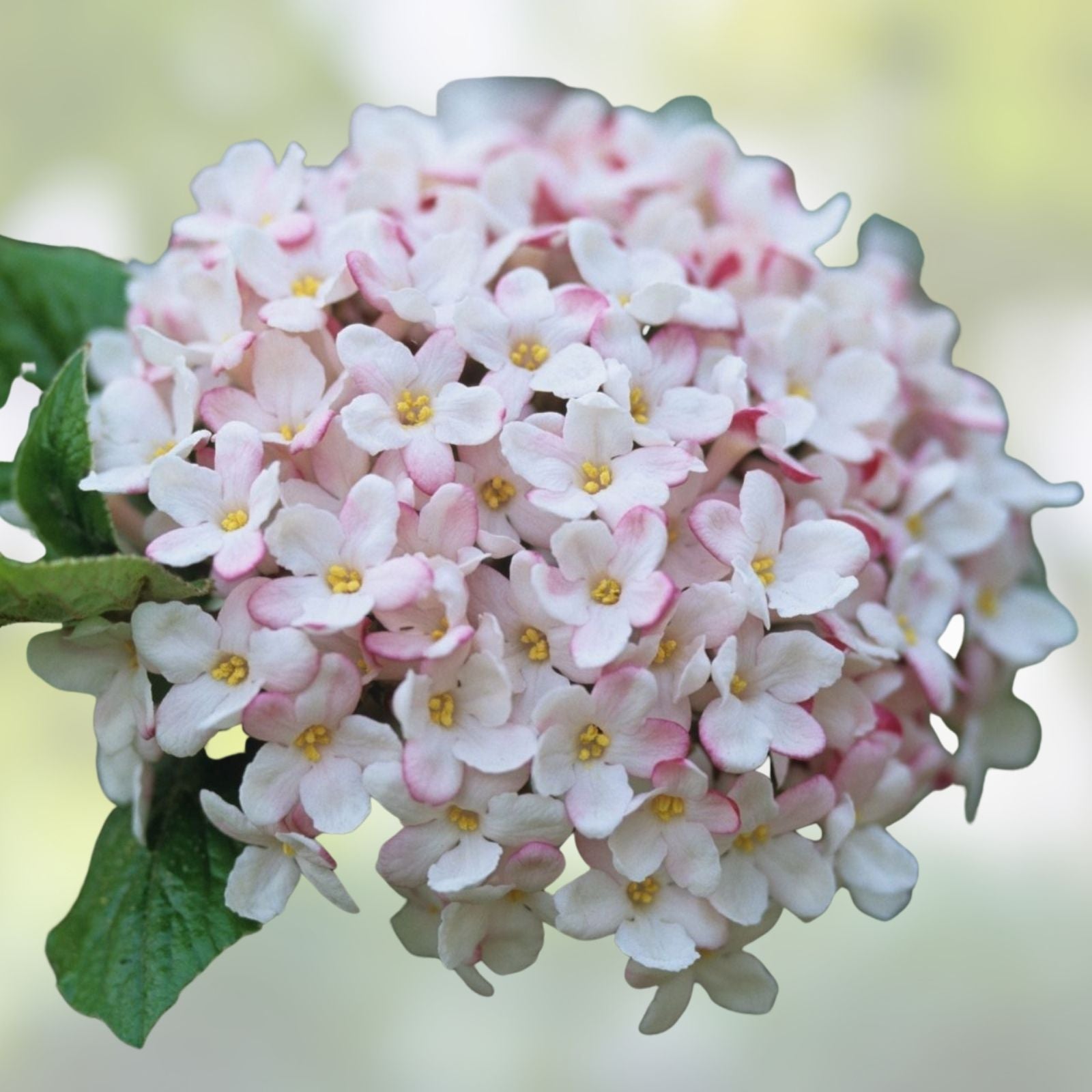 Viburnum Burkwood 'Mohawk' Live Shrub 24-36" Deciduous Flowering Plant, Fragrant Flowers, Garden Shrub