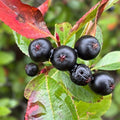 Aronia melanocarpa Black Chokeberry Cuttings 12 Unrooted Berry Bush Starter Plants Ornamental Shrubs