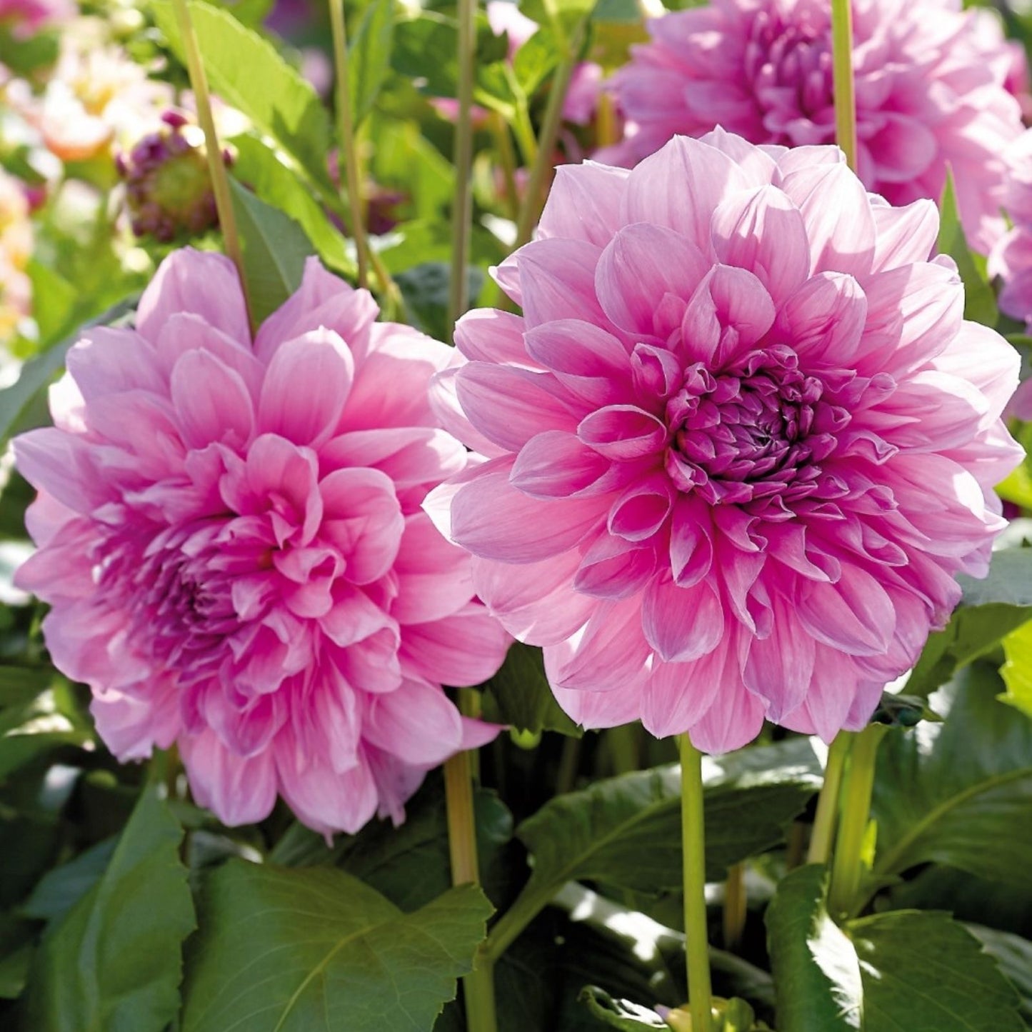 Lavender Dahlia Bulb Tuber Purple Dinnerplate Flower Live Plant Full Sun Dahlia pinnata