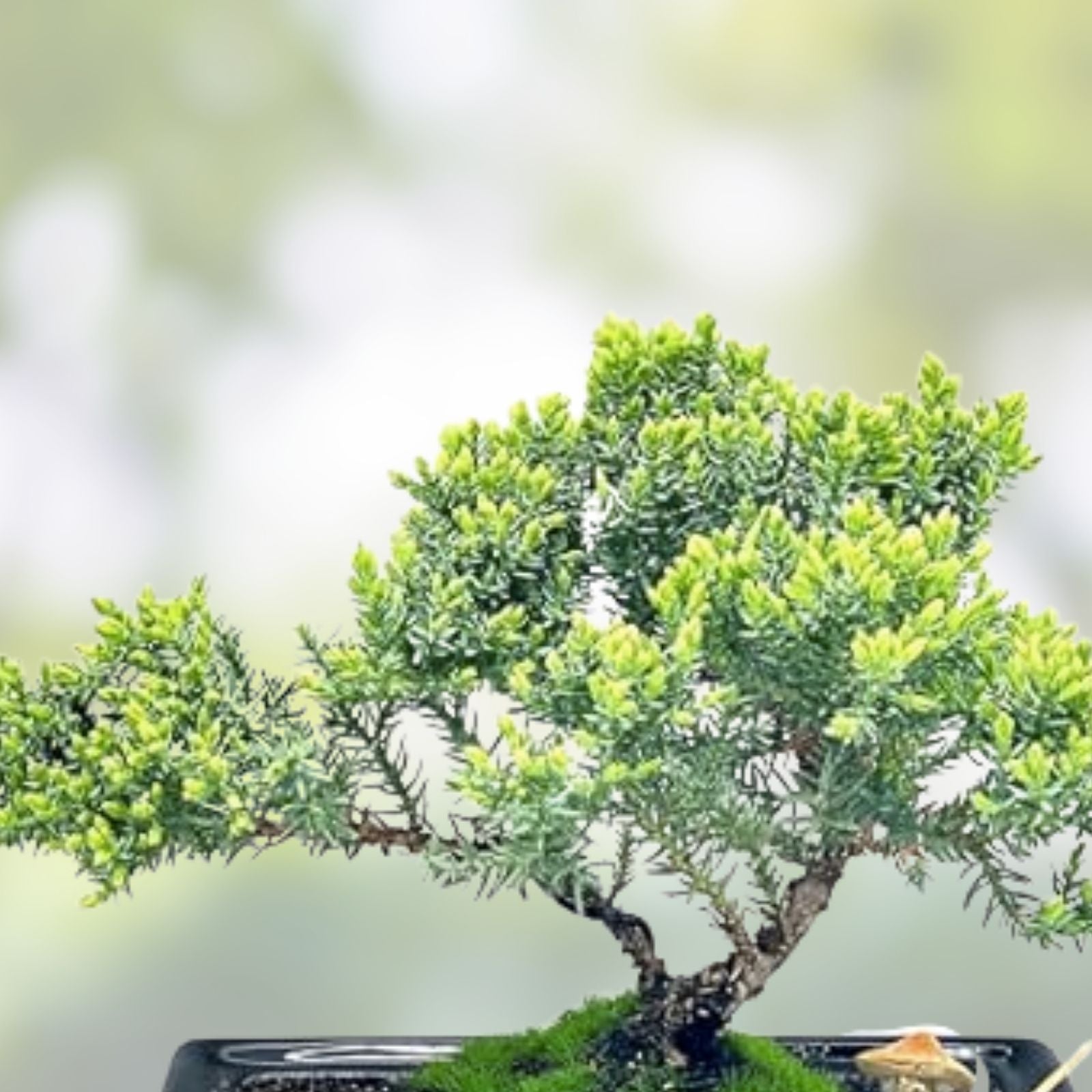 Black Willow Bonsai Tree - Live Indoor/Outdoor Miniature Salix nigra with Thick Trunk - Decorative Bonsai Plant