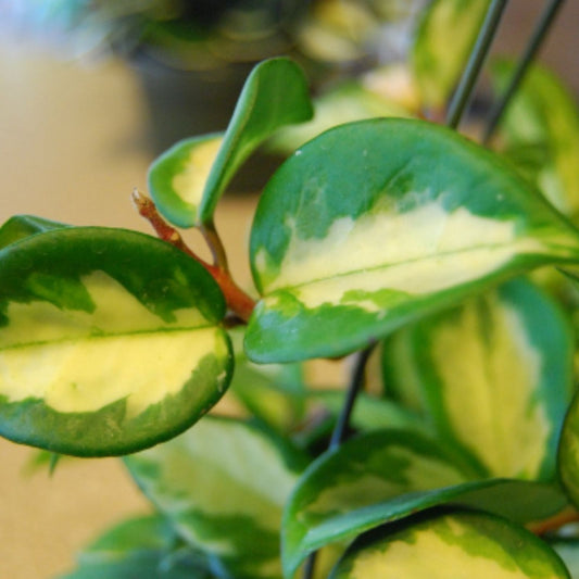 Hoya Carnosa Wax Plant Rooted Cutting Variegated Cream & Green Leaves Indoor Plant Rubra Variety