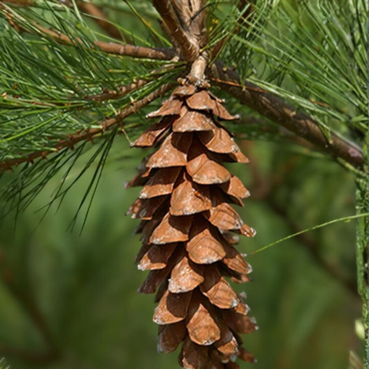 Live White Pine Tree 12" Bare Root Pinus strobus Evergreen Landscaping Starter Plant