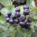 Black Chokeberry Shrubs Set of 2, 16+ Inch Bare Root, Aronia melanocarpa, Edible Berries, Ornamental Shrubs, Zones 5-9