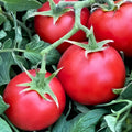 Ace 55 Tomato Seeds Heirloom Non-GMO Garden Planting 500 Seeds Solanum lycopersicum