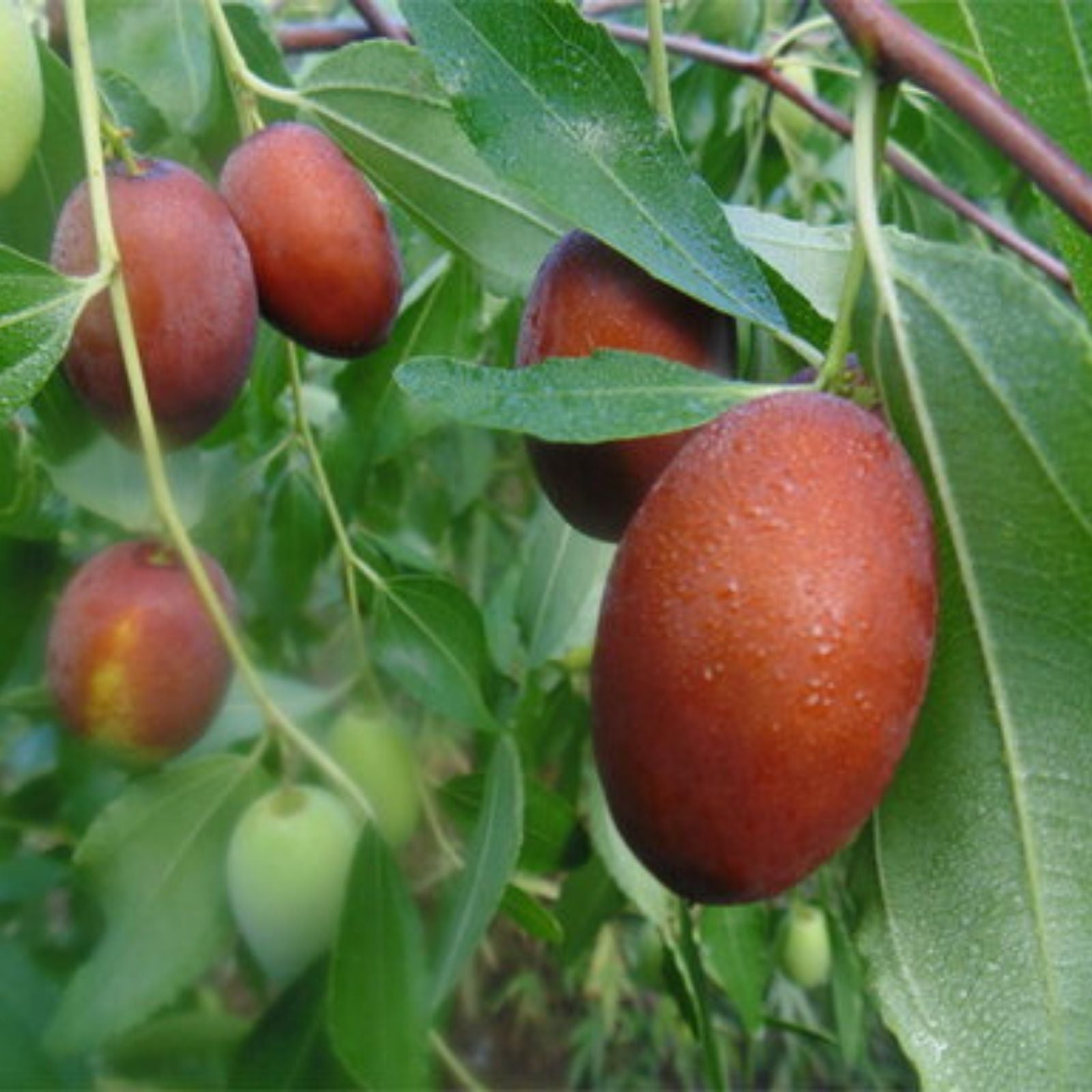 Autumn Beauty Jujube Tree Cutting Ziziphus jujuba Grafting Scion Live Plant Propagation