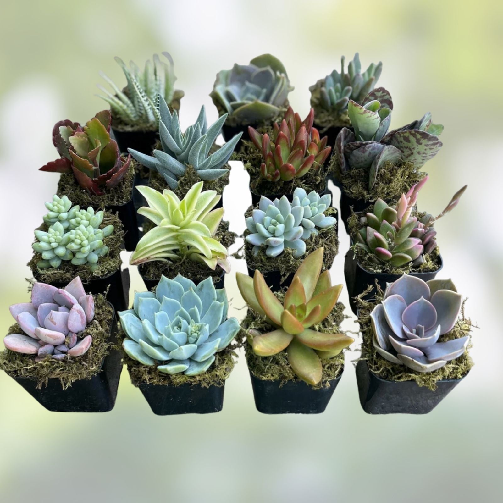 Assorted Succulent Cuttings 2" Live Plants Cactus Varieties Green Succulents Collection Gift for Mother’s Day