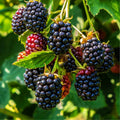 Thornless Blackberry Plant Rubus 'Black Satin' 8 Inch Live Starter Bare Root Berry Plant Disease Resistant