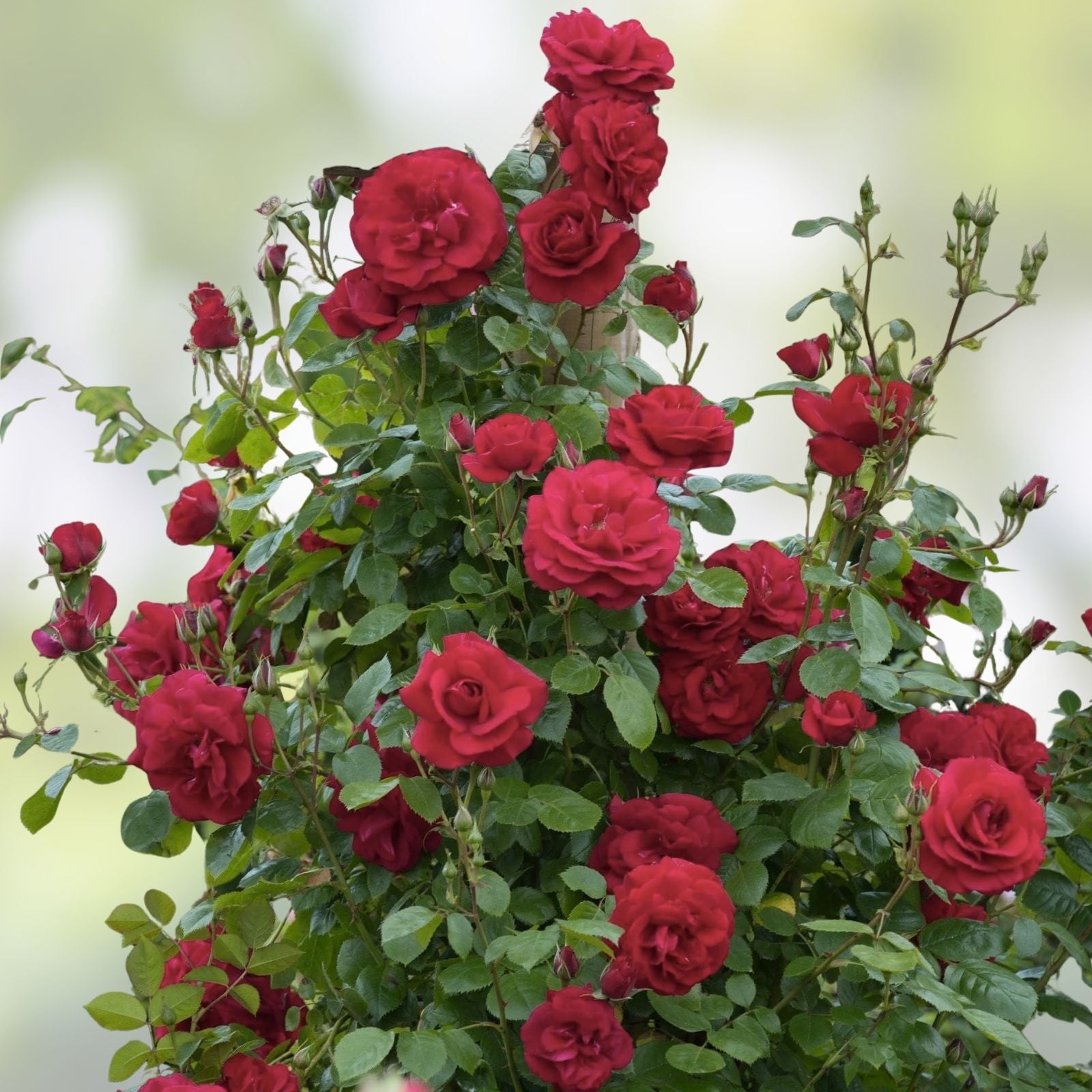 Climbing Rose Cuttings - The Prince's Trust Rose - English Legend - Rosa 'English Legend' Live Plant - Easy to Grow