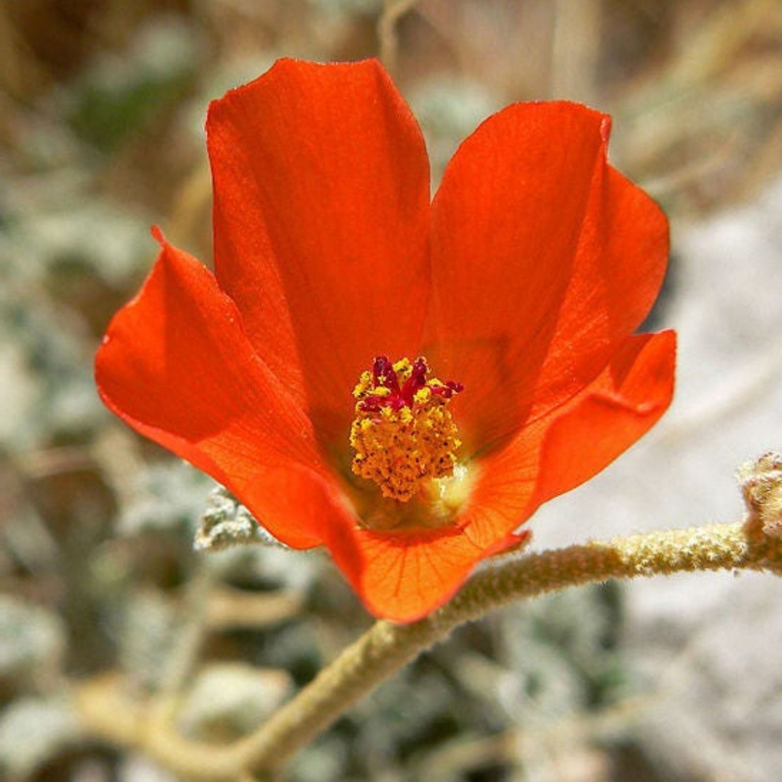 Sphaeralcea ambigua Seeds 25 Pack Apricot Desert Globemallow Live Plant Cutting Bare Root Garden Landscaping