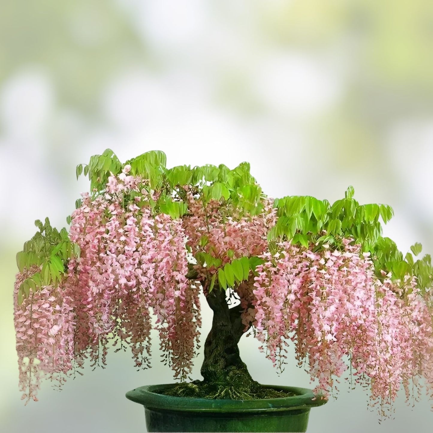 Pink Wisteria Bonsai Tree Seeds – Japanese Wisteria (Wisteria floribunda) Live Plant Starter, Garden & Houseplant, 5 Seeds
