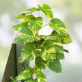 Giant Golden Hawaiian Pothos Plant Live Indoor Houseplant Epipremnum aureum Bright Variegated Foliage