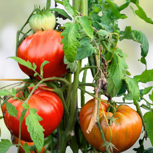 Heirloom Tomato Seeds 6-Pack Non-GMO Organic Starter Plants for Home Garden Vegetable Growing