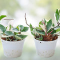 Hoya Sungwookii Cutting Tropical Houseplant Live Plant Indoor Propagation Hoya spp.