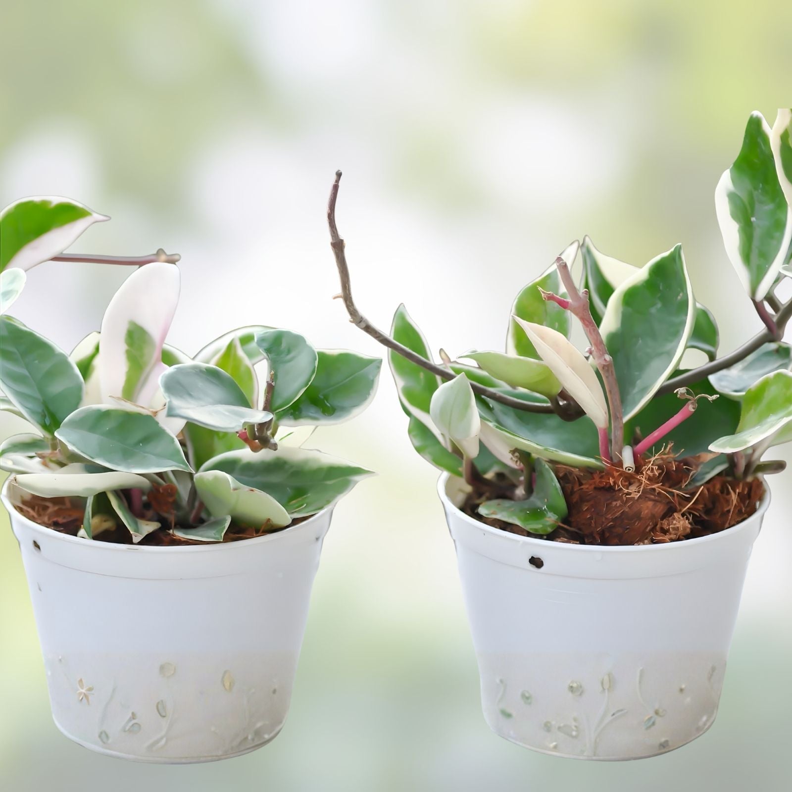 Hoya Sungwookii Cutting Tropical Houseplant Live Plant Indoor Propagation Hoya spp.
