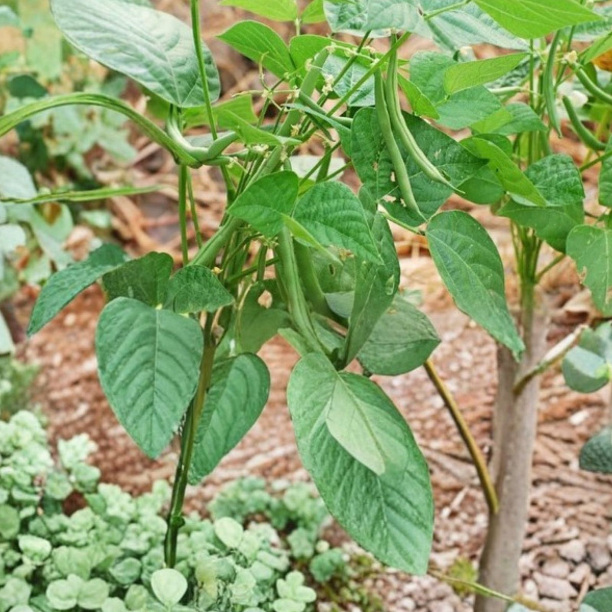 Black Valentine Bean Seeds - Heirloom Non-GMO - 50+ Organic Vegetable Seeds - Phaseolus vulgaris