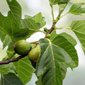 Desert King Fig Cuttings 2 Pack | Ficus carica Edible Fruit Plant | Live Rooting Starter Plant | Bare Root or Cutting