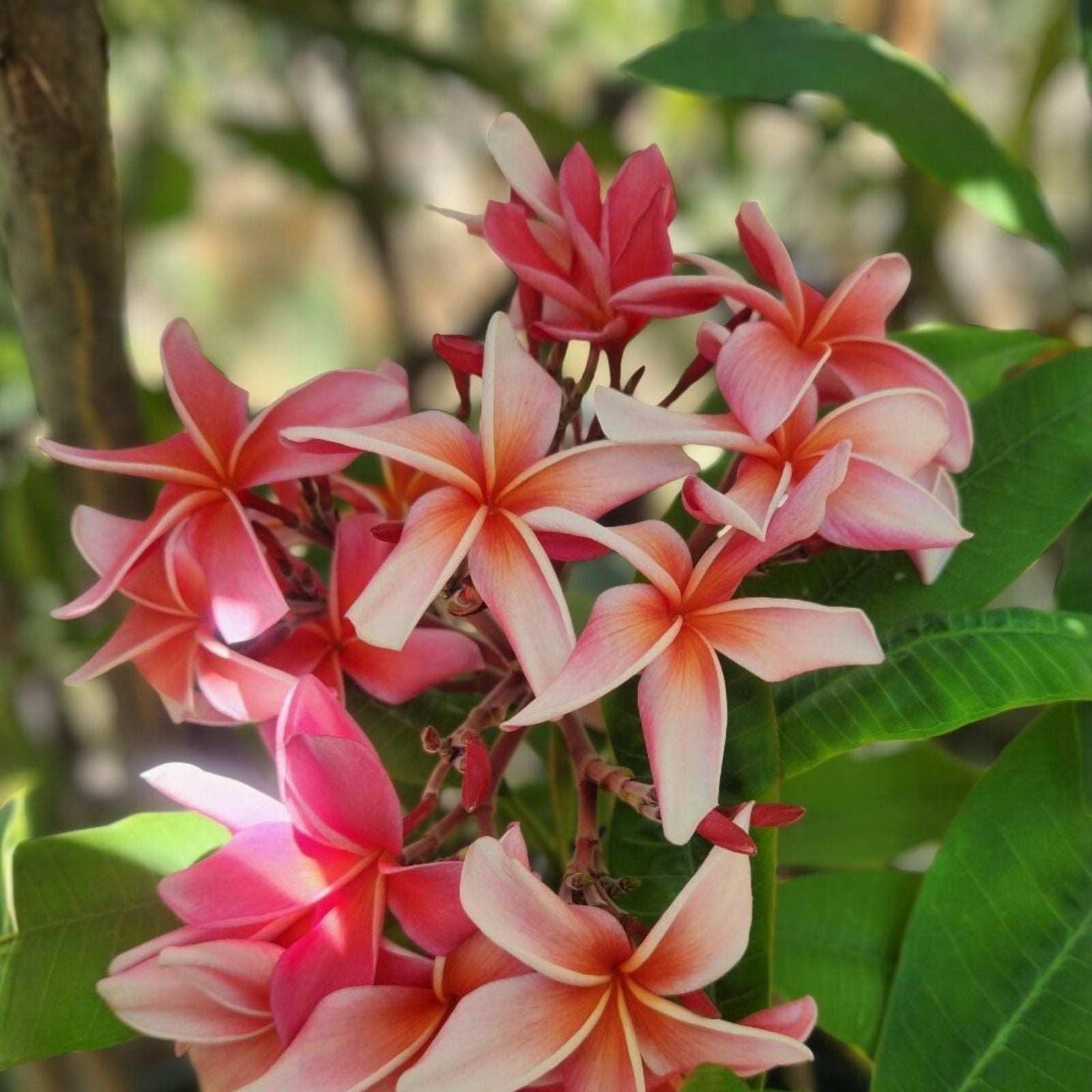 Plumeria Cuttings 9-12" Slaughter Pink Tropical Flowering Plant - Fast Shipping, Fragrant, Live Plant, Garden, Patio, Balcony
