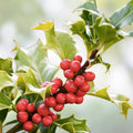American Holly Seeds 30 Pack Ilex opaca Evergreen Tree Seeds for Hedges Shrubs Native Plant